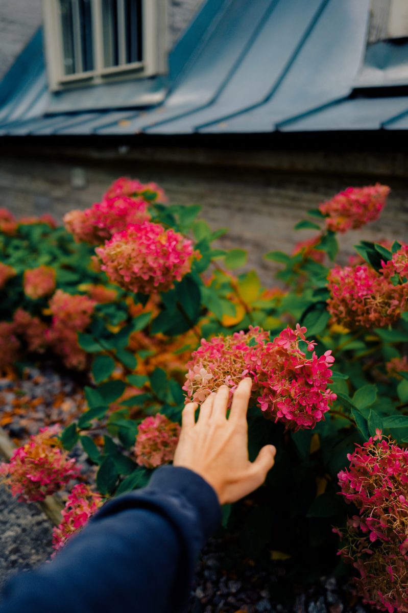 自然光影调色-Polina Washington – Botanical Garden Presets Pack 2024